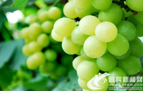 翠屏區(qū)首張食用農(nóng)產(chǎn)品合格證啟用 守護(hù)百姓“菜籃子”安全