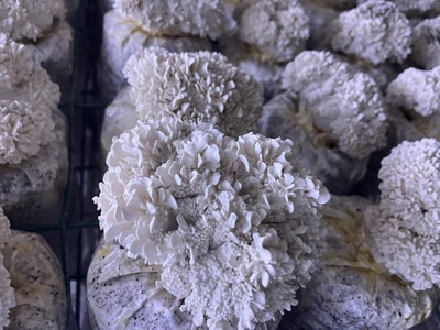 張迎春 以示范區(qū)創(chuàng)建為抓手，推動(dòng)食用農(nóng)產(chǎn)品高質(zhì)量發(fā)展